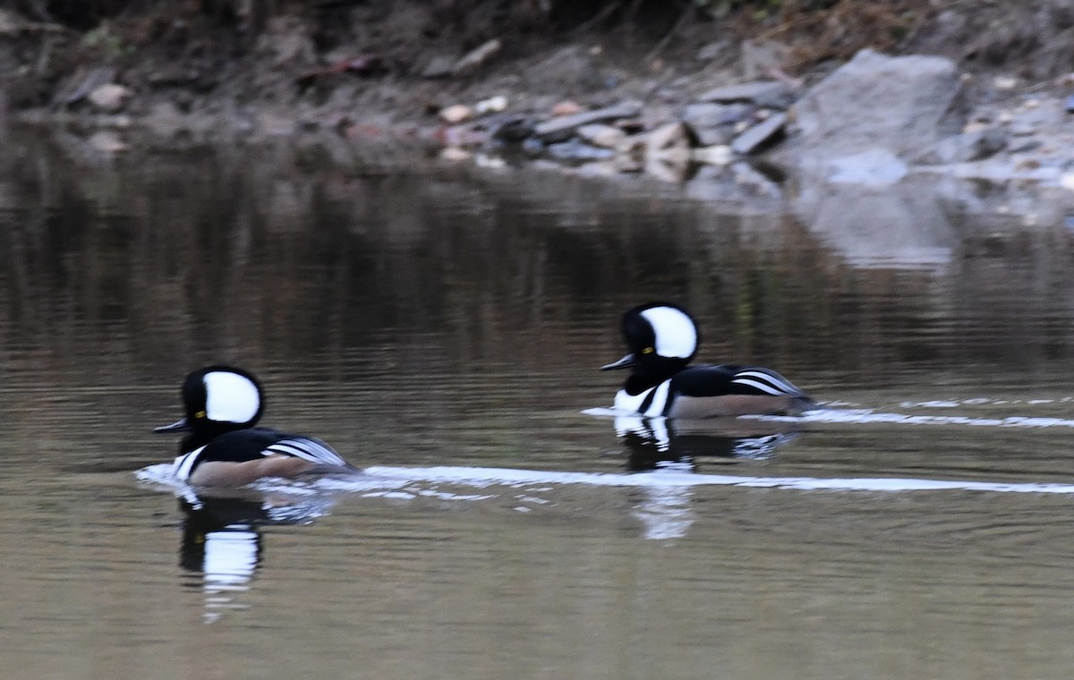 Hooded Merganser - ML646299421