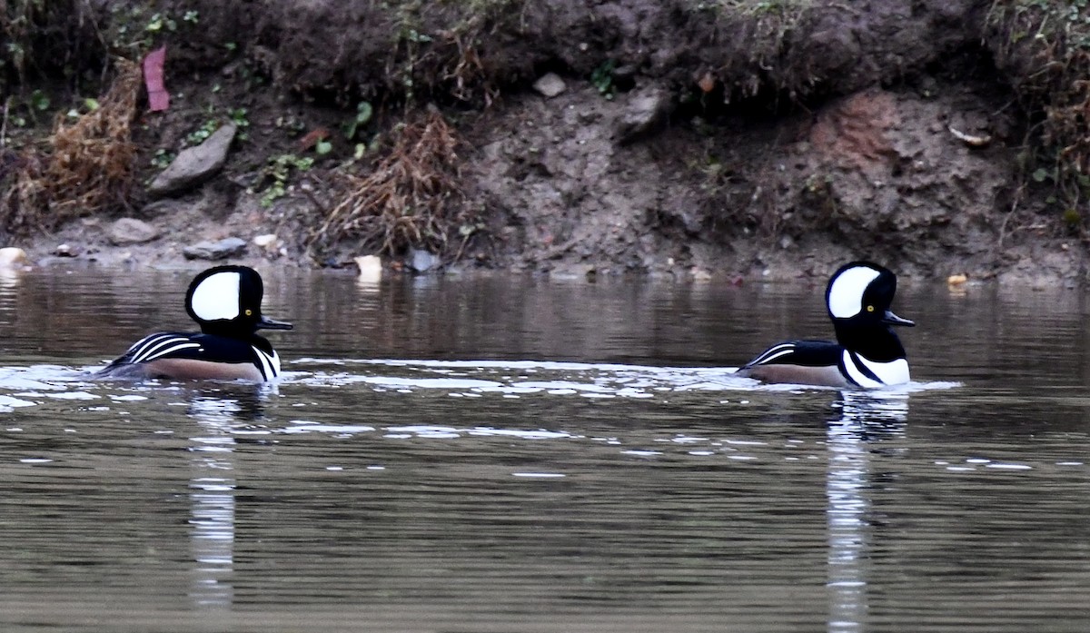 Hooded Merganser - ML646299422