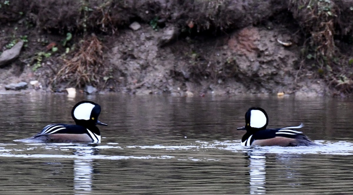 Hooded Merganser - ML646299423