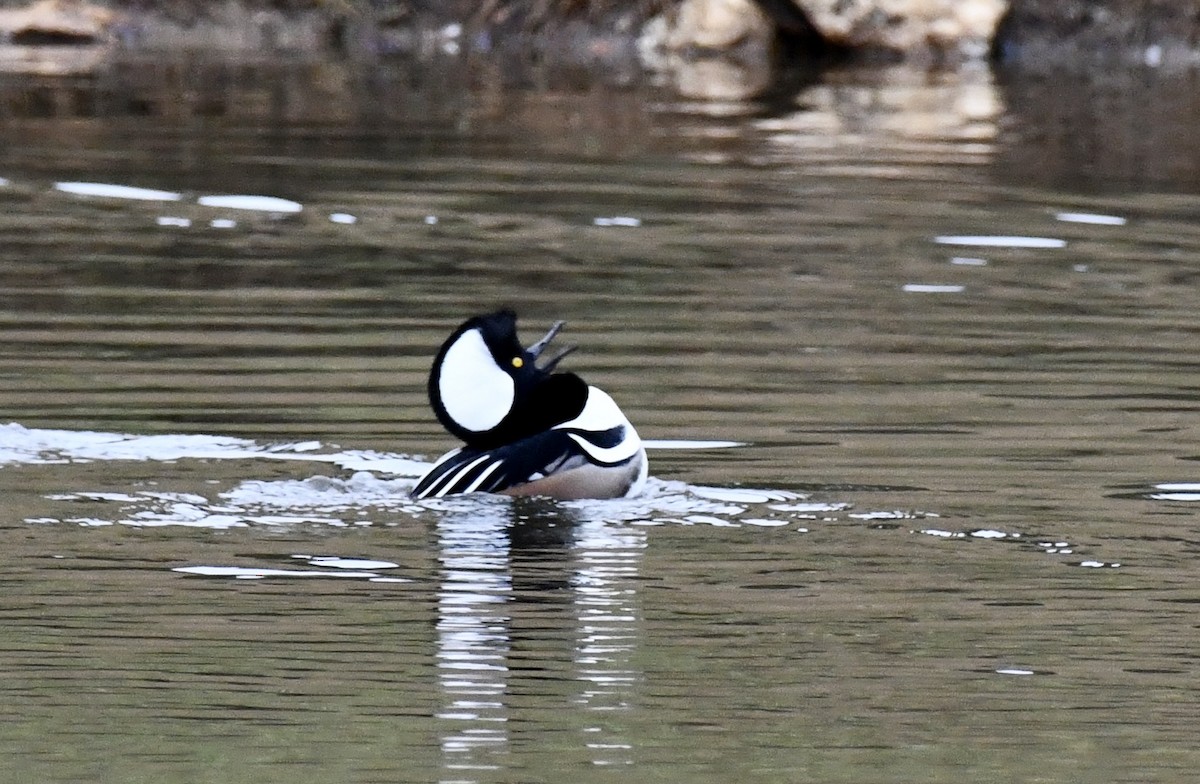 Hooded Merganser - ML646299424