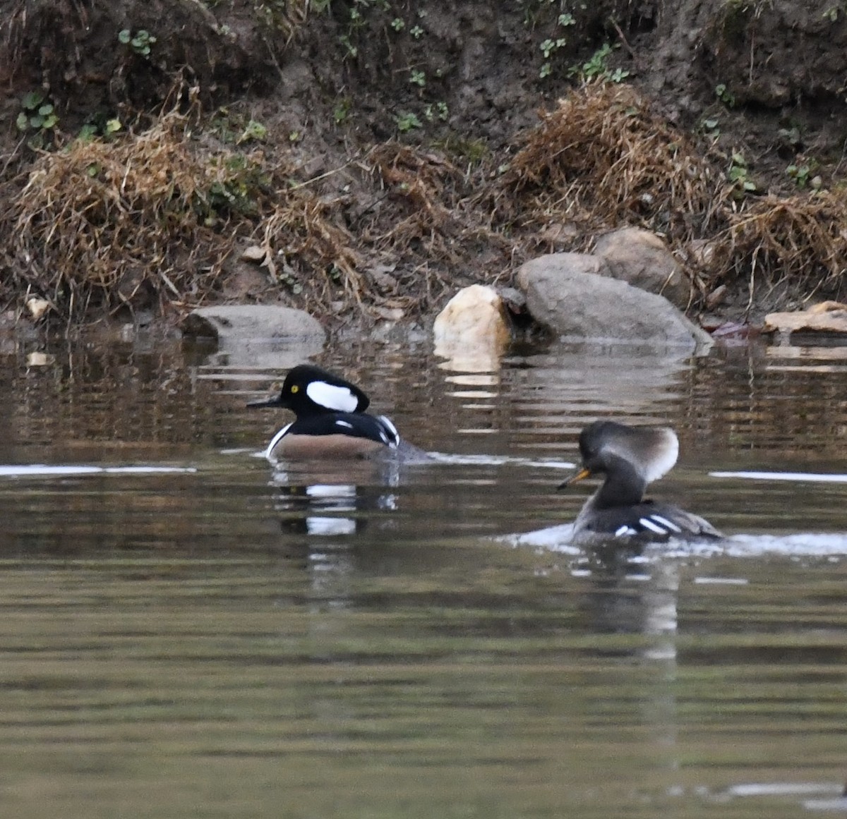 Hooded Merganser - ML646299425