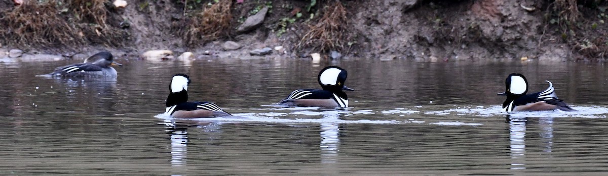 Hooded Merganser - ML646299426
