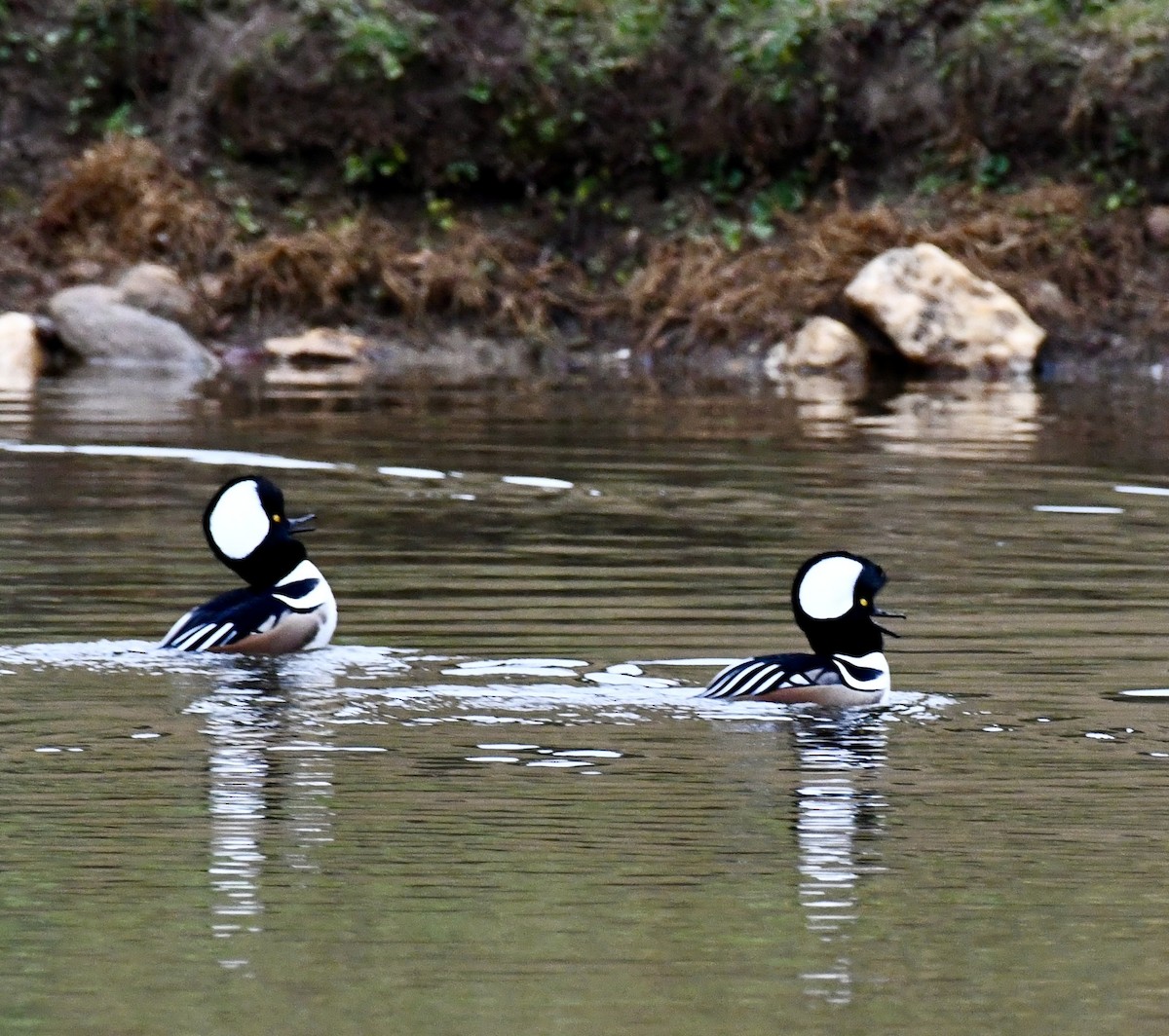 Hooded Merganser - ML646299427