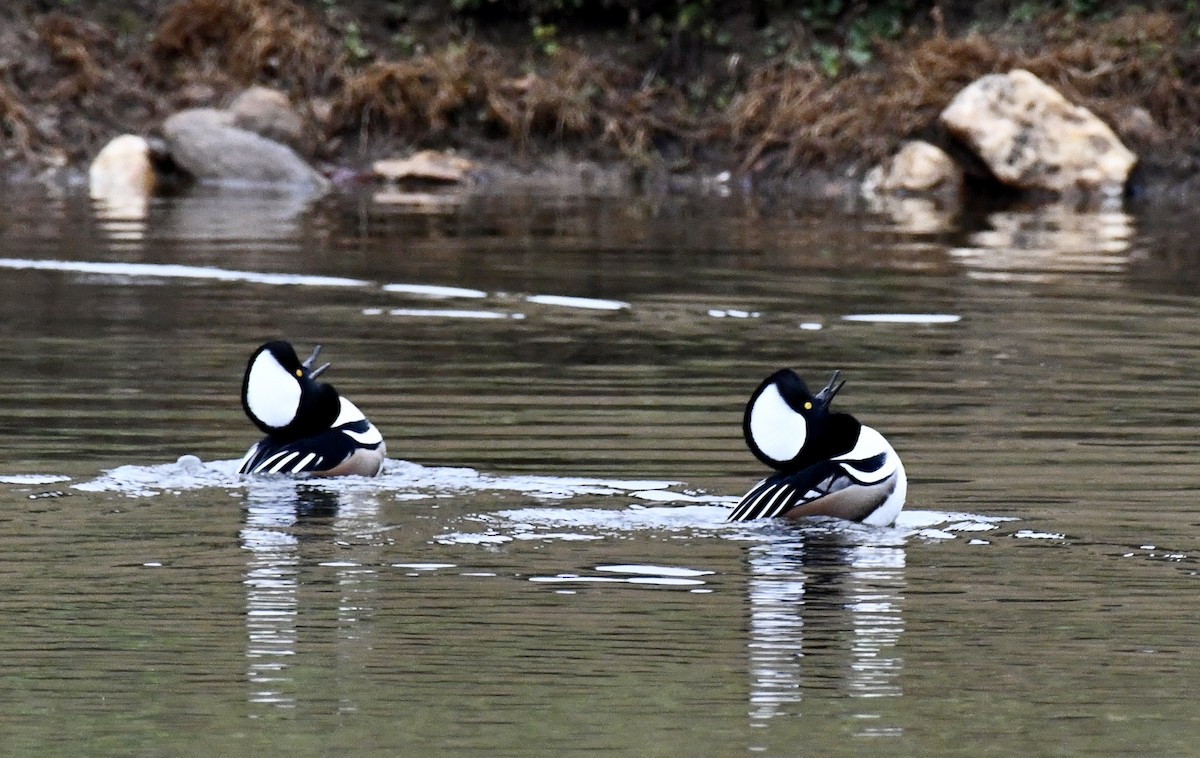 Hooded Merganser - ML646299428