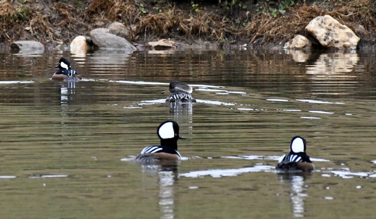 Hooded Merganser - ML646299429