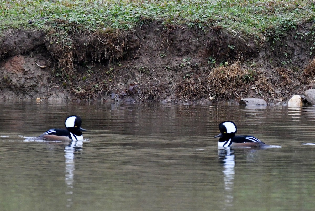 Hooded Merganser - ML646299430