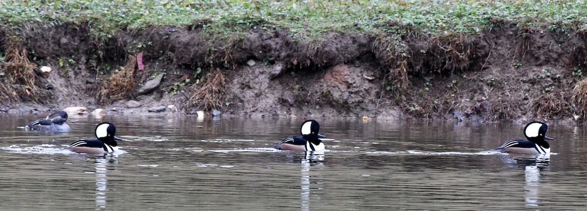 Hooded Merganser - ML646299431