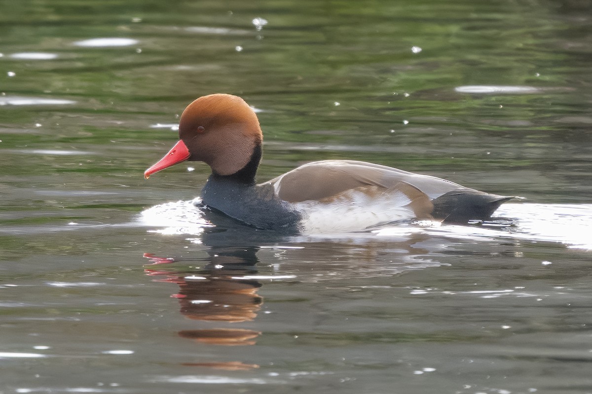 Red-crested Pochard - ML646299434