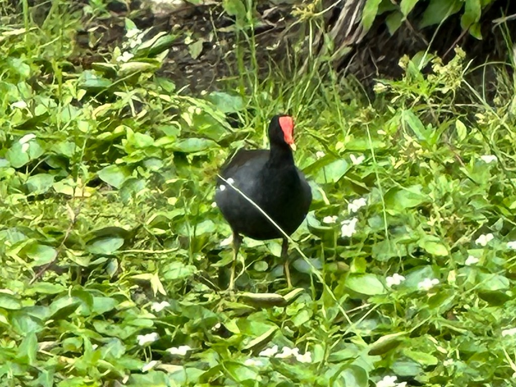 Common Gallinule - ML646299435