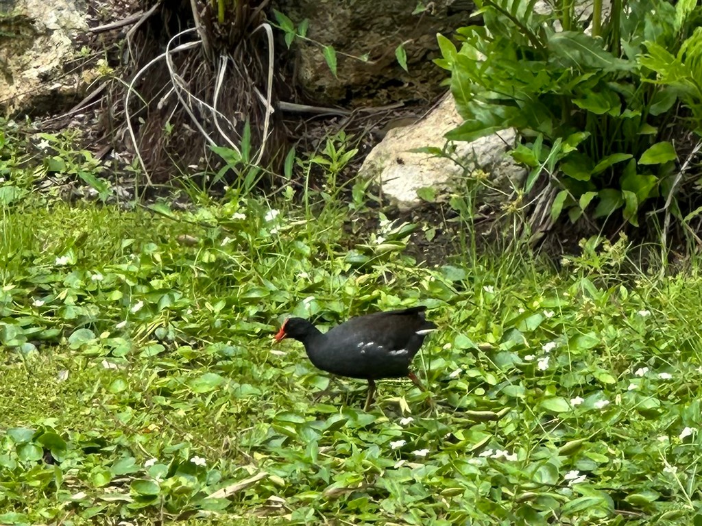 Common Gallinule - ML646299436