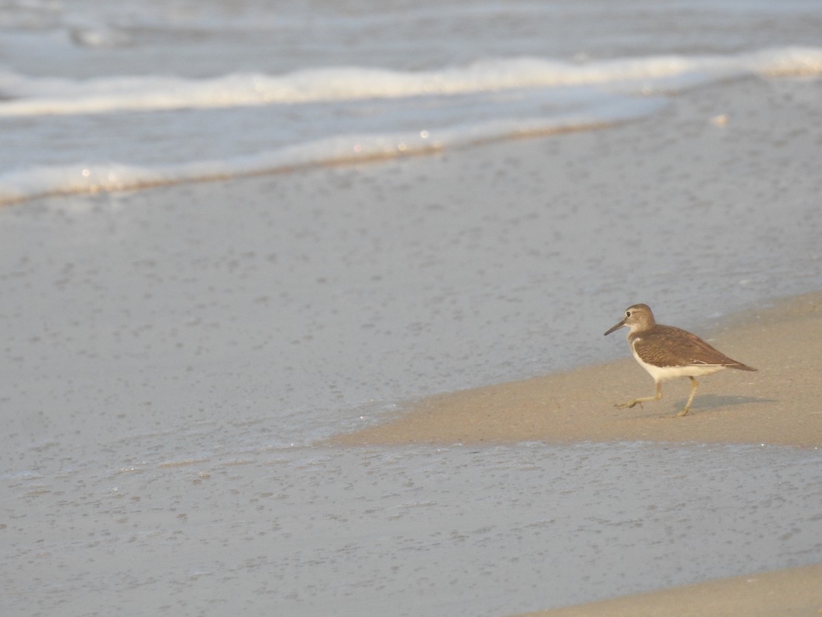 Common Sandpiper - ML646299437