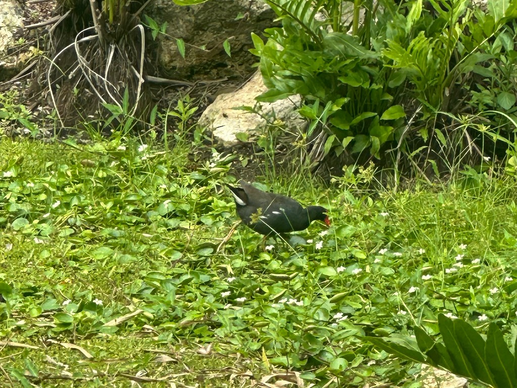 Common Gallinule - ML646299438