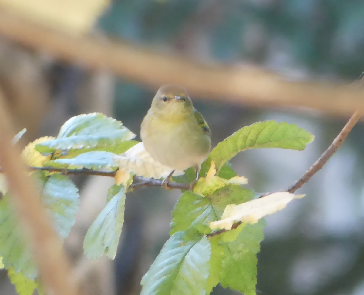 Tennessee Warbler - ML646299453