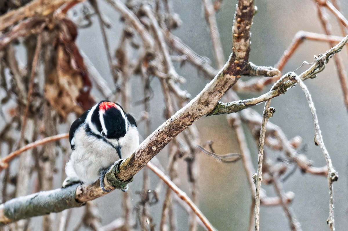 Downy Woodpecker - ML646299454