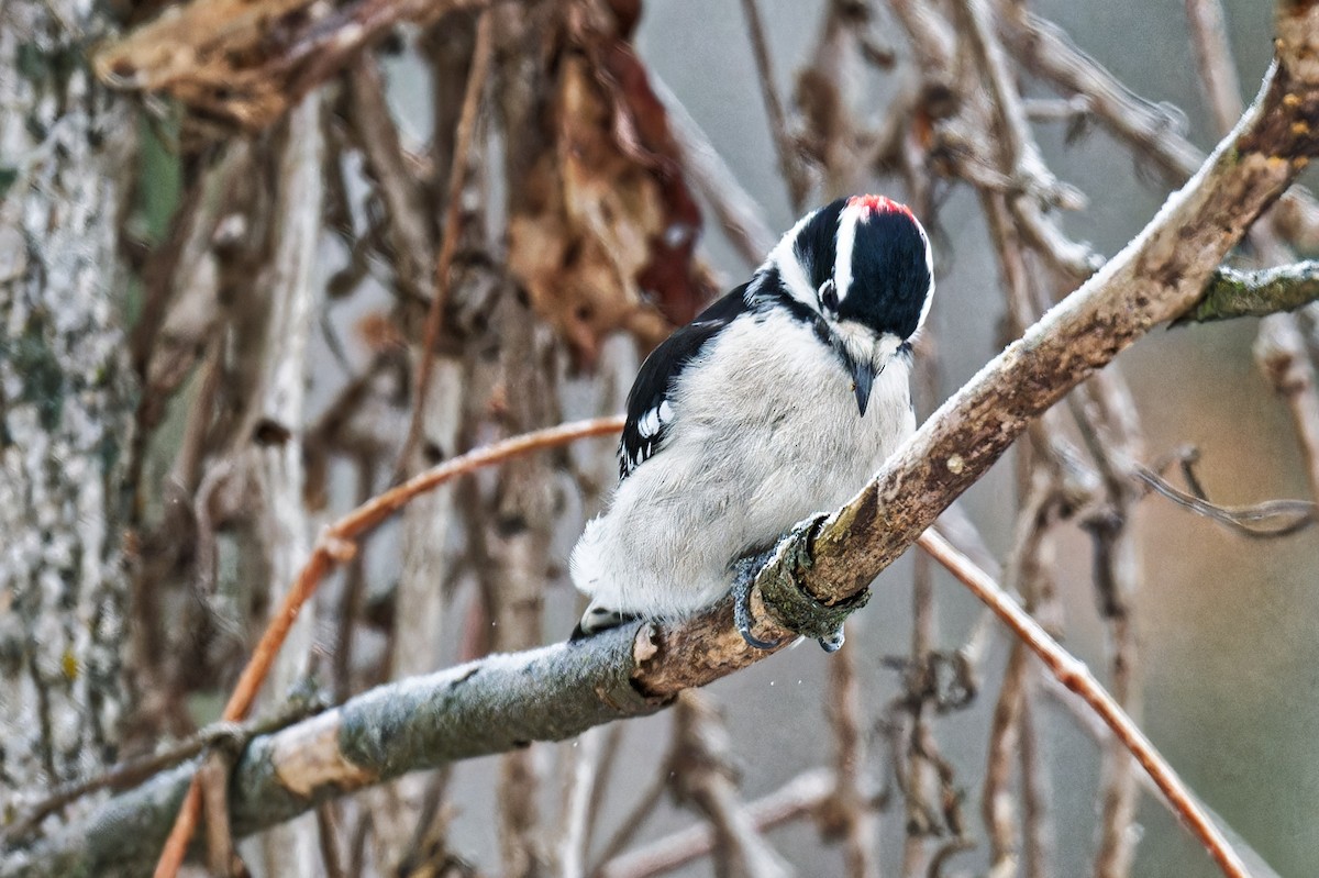 Downy Woodpecker - ML646299455