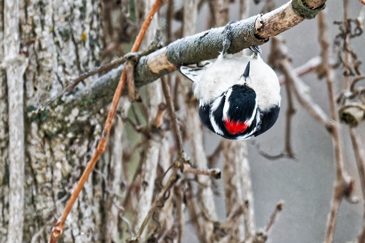Downy Woodpecker - ML646299456