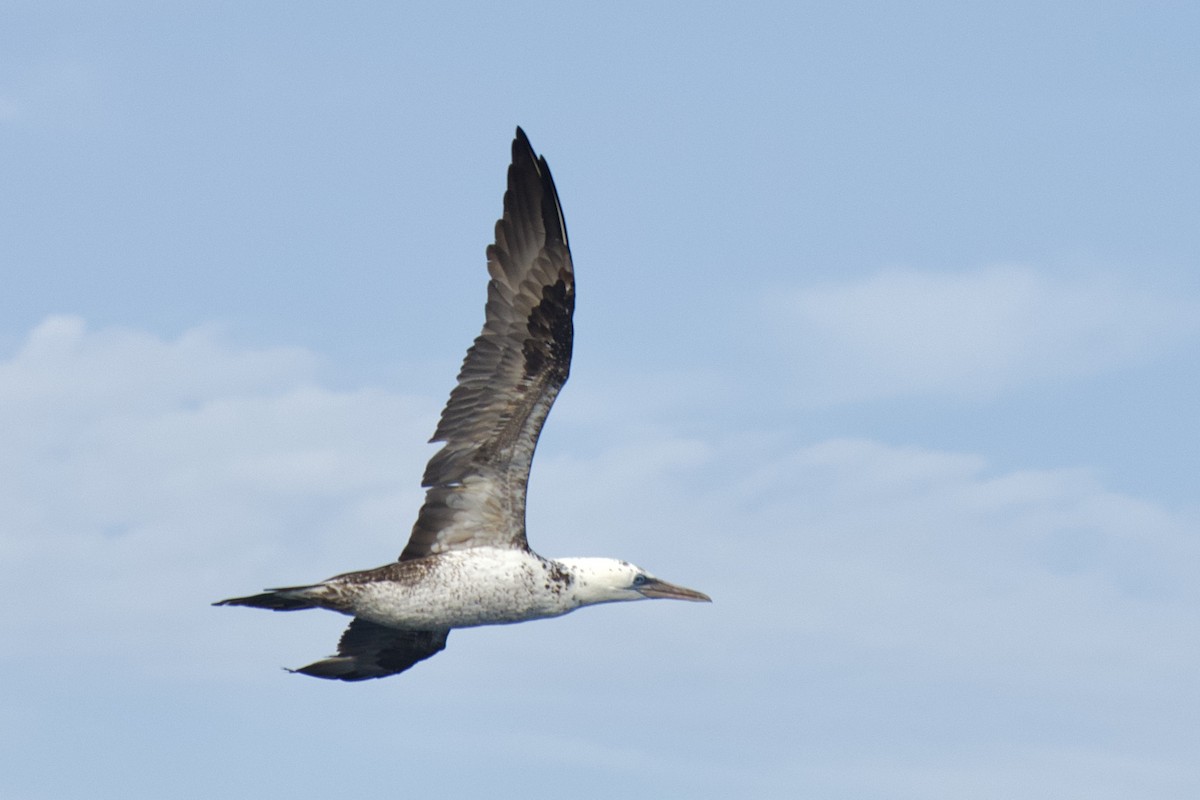 סולה מצויה - ML646299457
