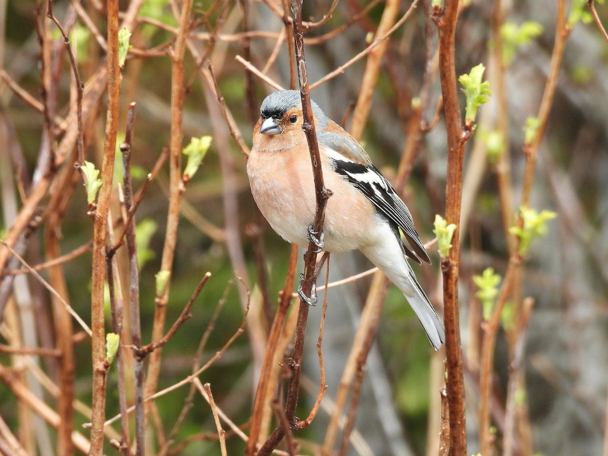 Txonta arrunta - ML646299460