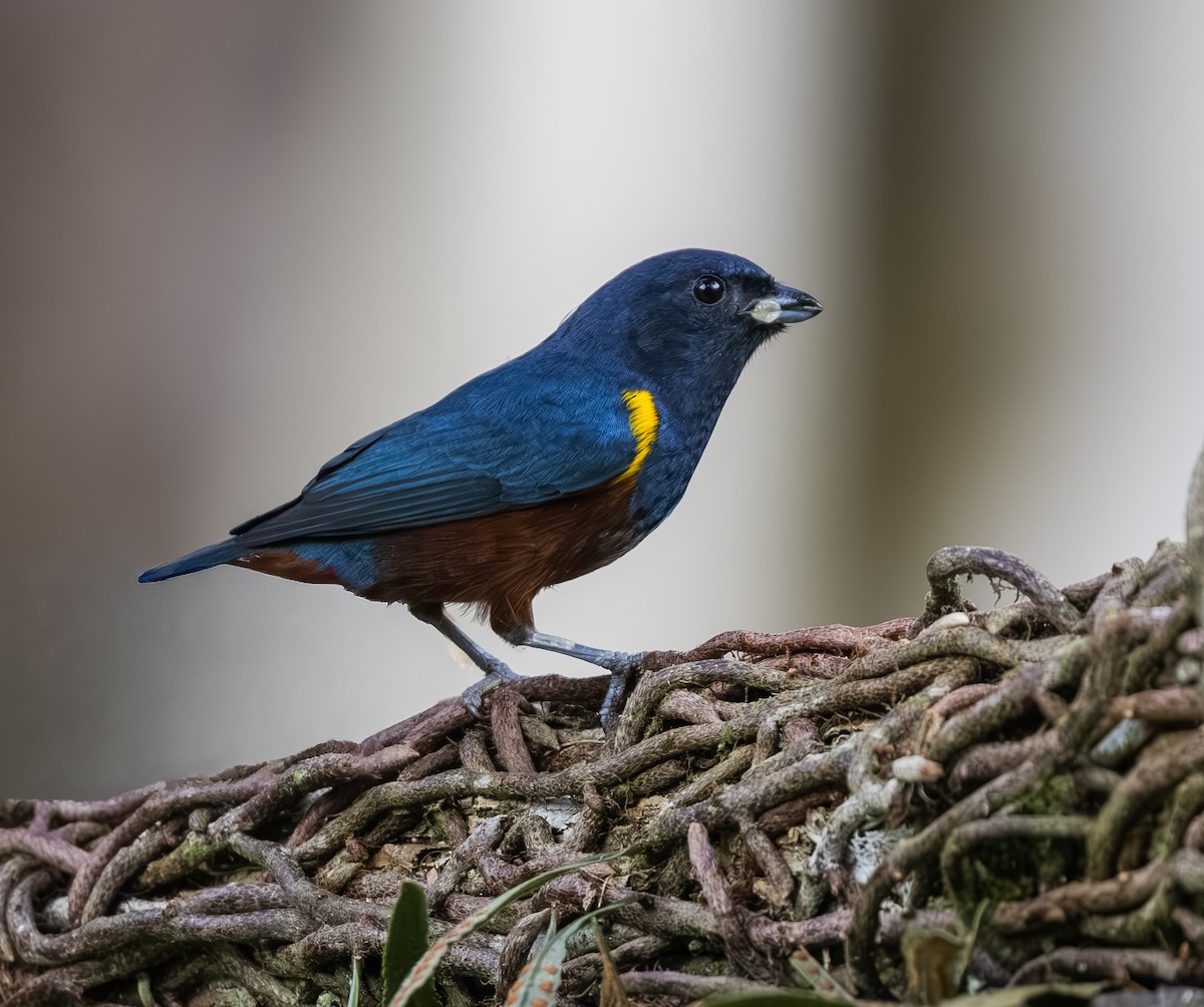 Braunbauchorganist - ML646299461