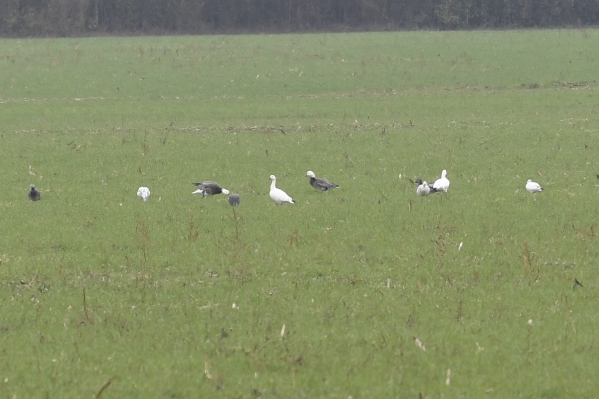 Snow Goose - ML646299464