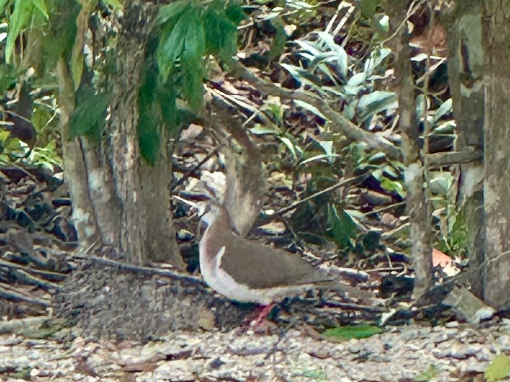 Caribbean Dove - ML646299465