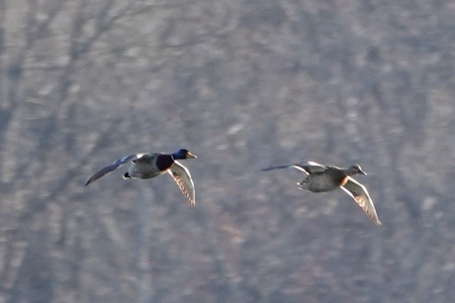 Mallard - ML646299467