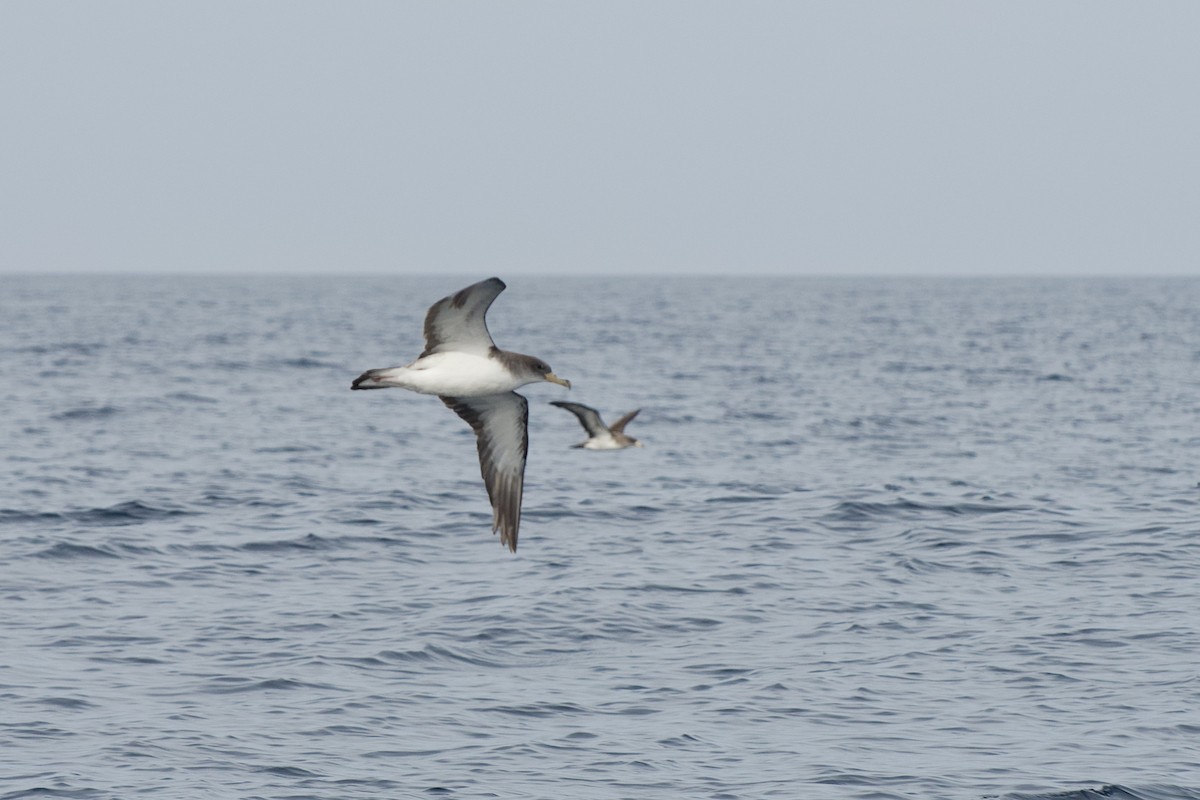 Cory's Shearwater - ML646299470