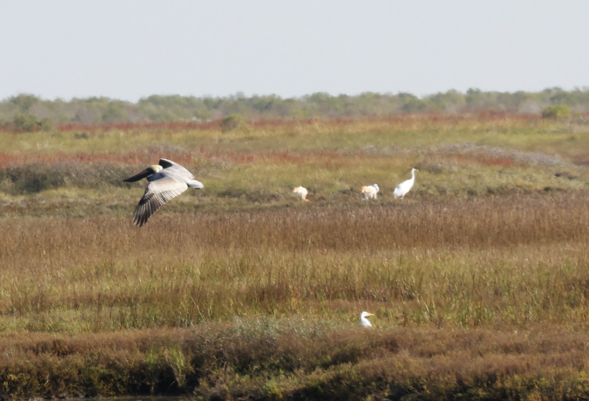 Pélican brun - ML646299471