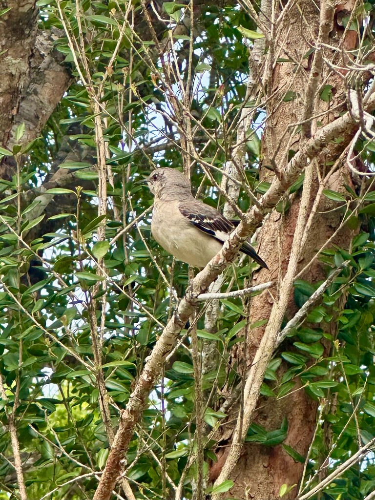 Northern Mockingbird - ML646299478