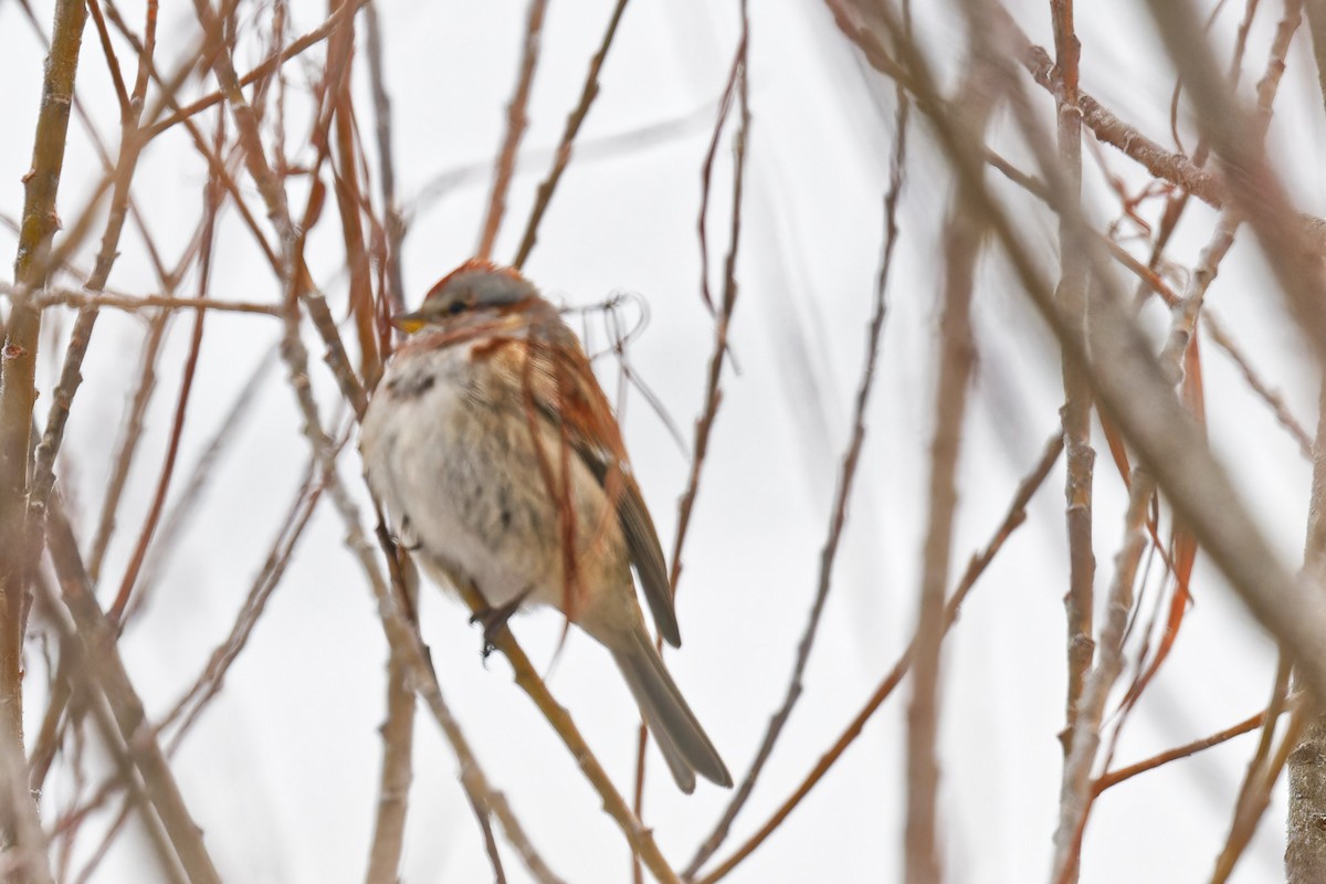 Пасовник північний - ML646299479