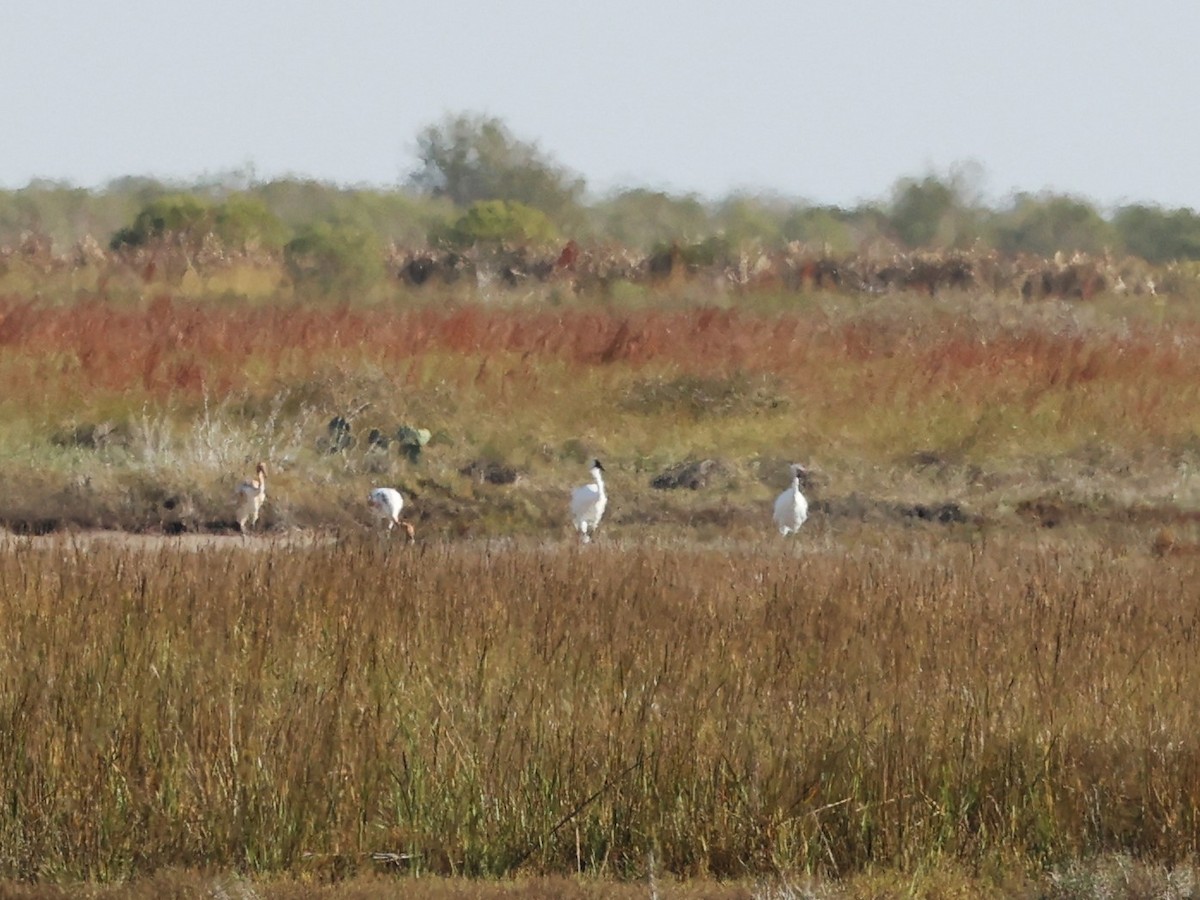 trompettrane - ML646299481