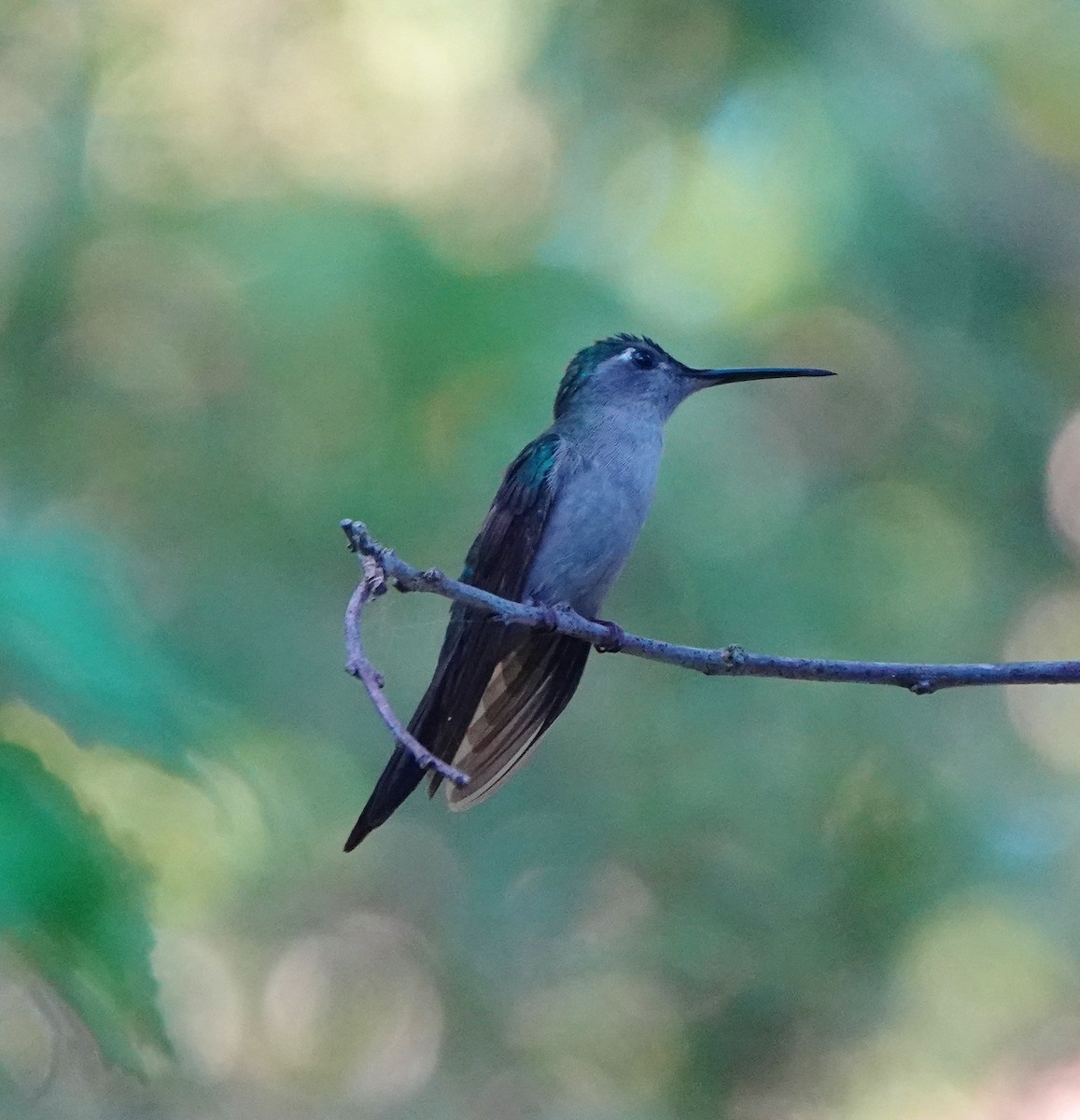 クサビオケンバネハチドリ - ML646299483