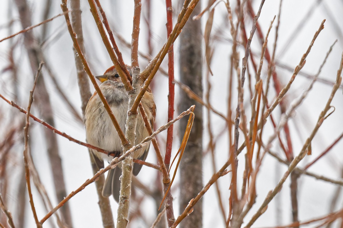 American Tree Sparrow - ML646299484
