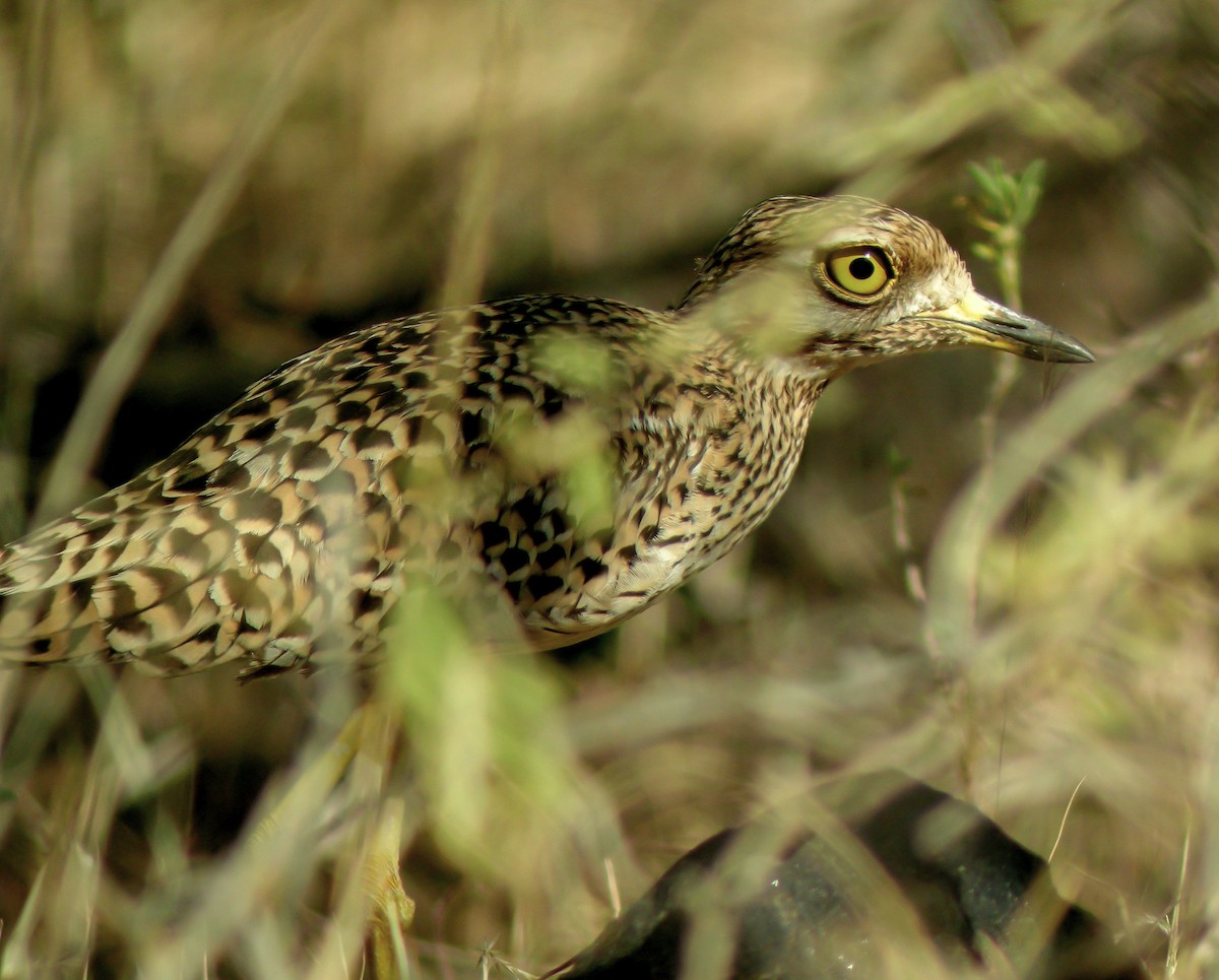 Spotted Thick-knee - ML646299485