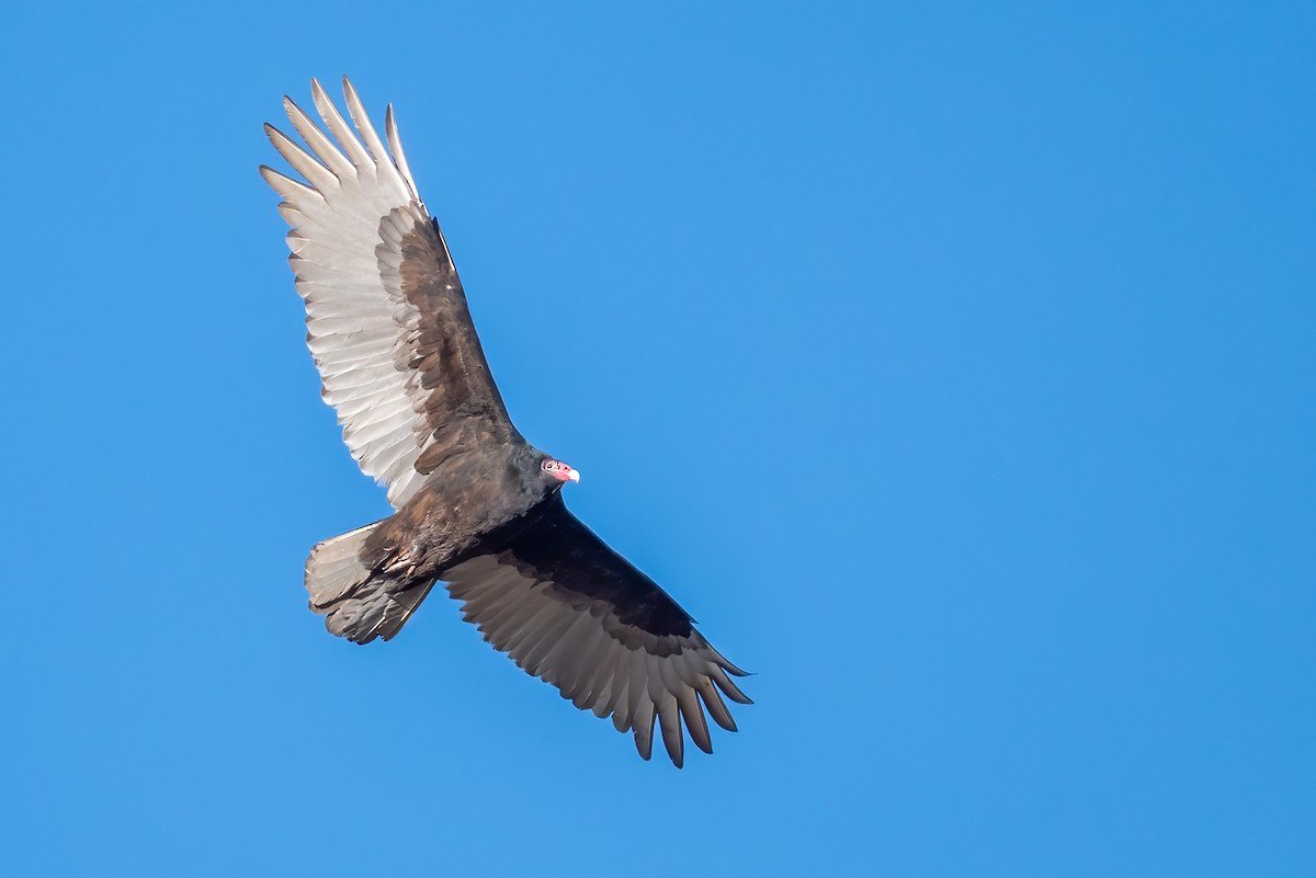 Turkey Vulture - ML646299487