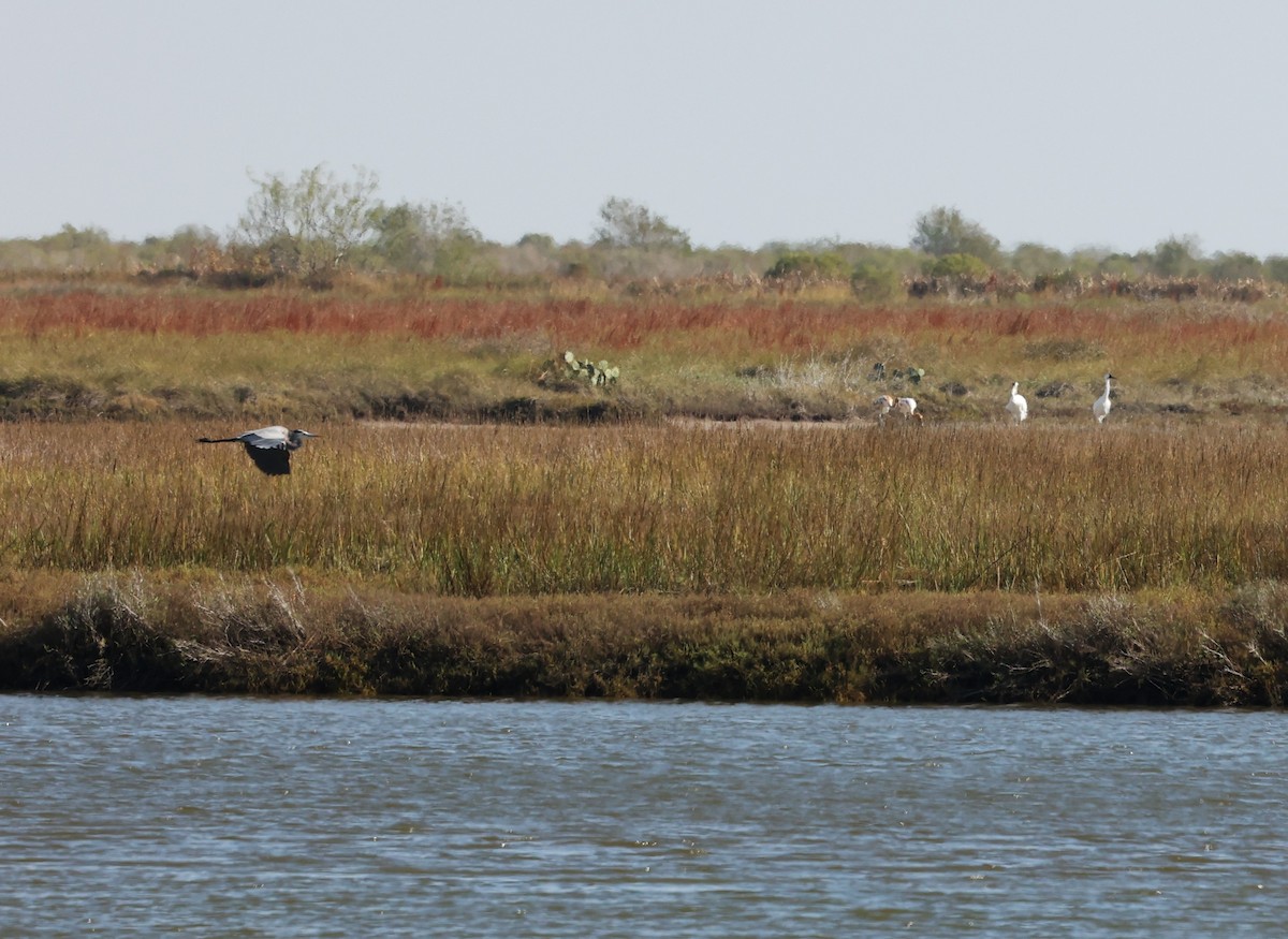 Grand Héron - ML646299491