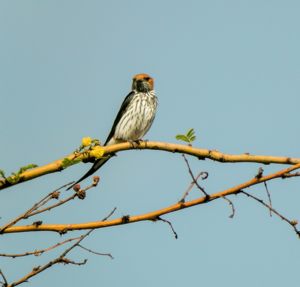 Lesser Striped Swallow - ML646299492