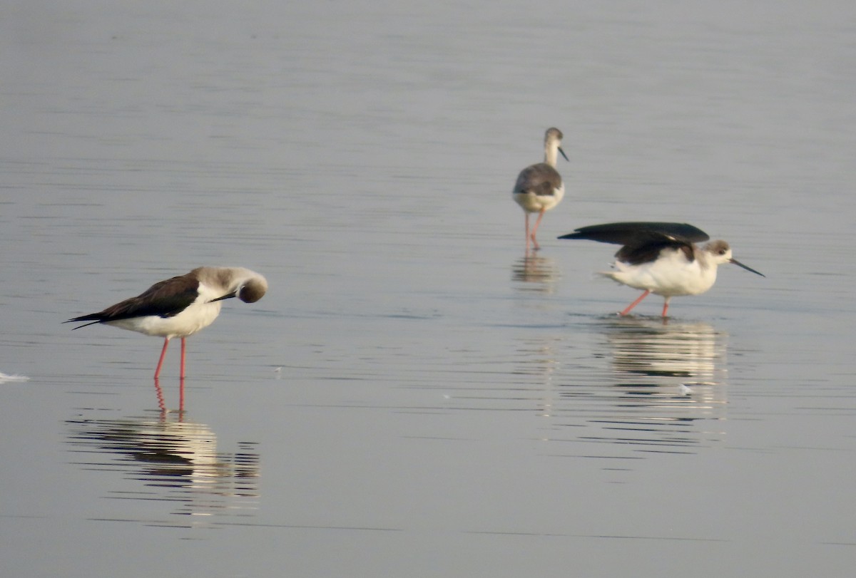 Black-winged Stilt - ML646299494