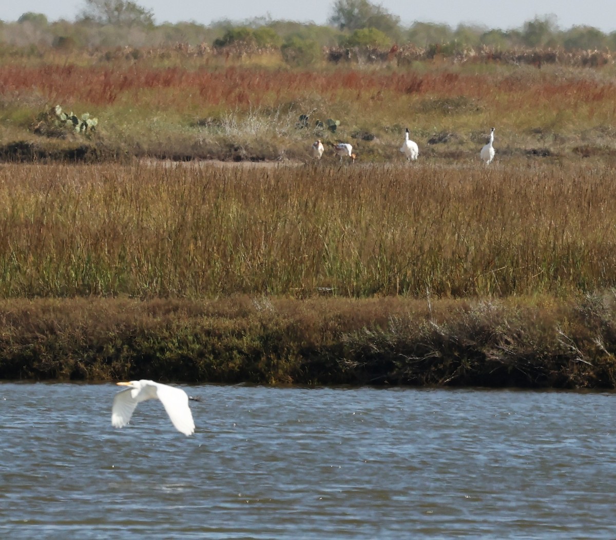 Grande Aigrette - ML646299496