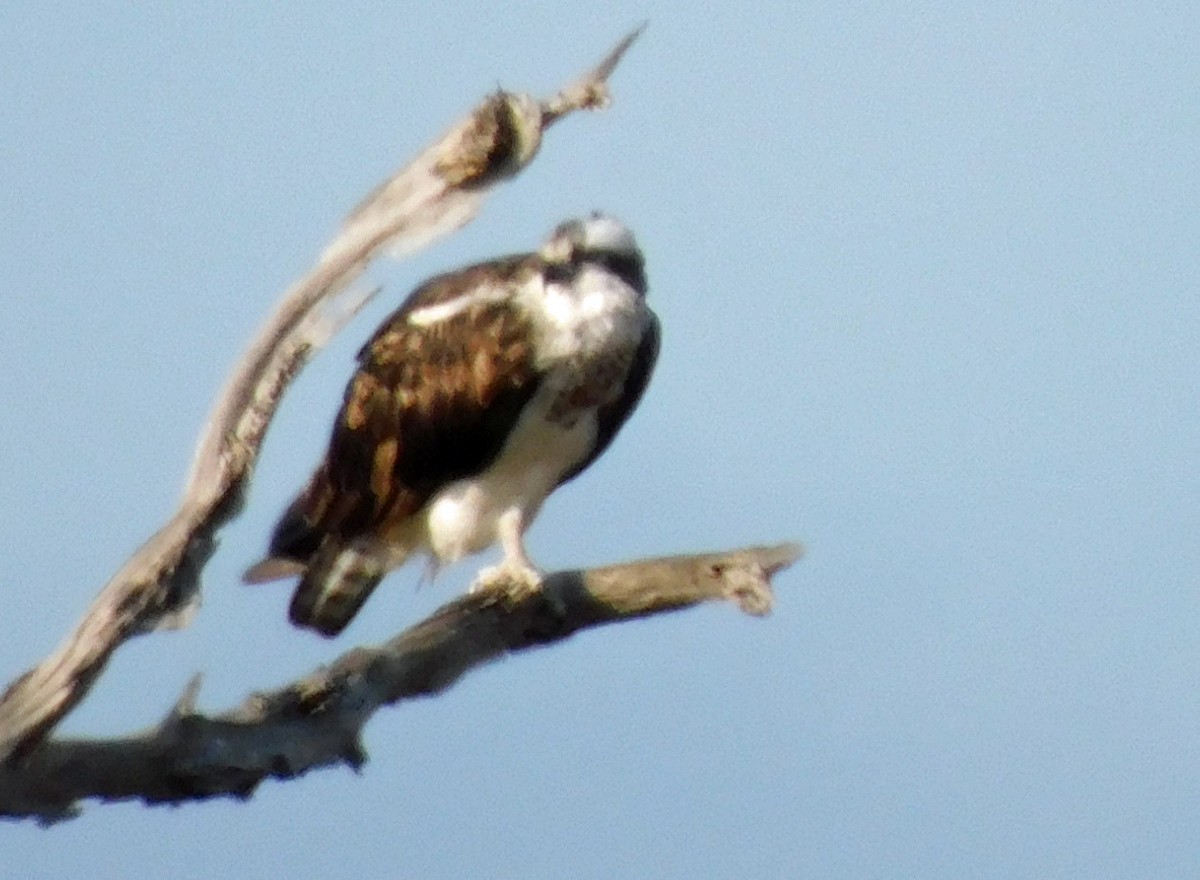 Загасч явлаг - ML646299497