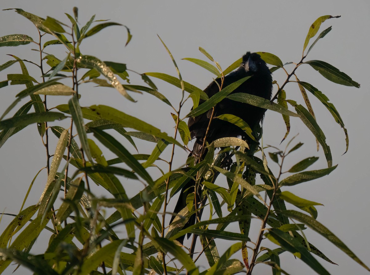 Ані товстодзьобий - ML646299498