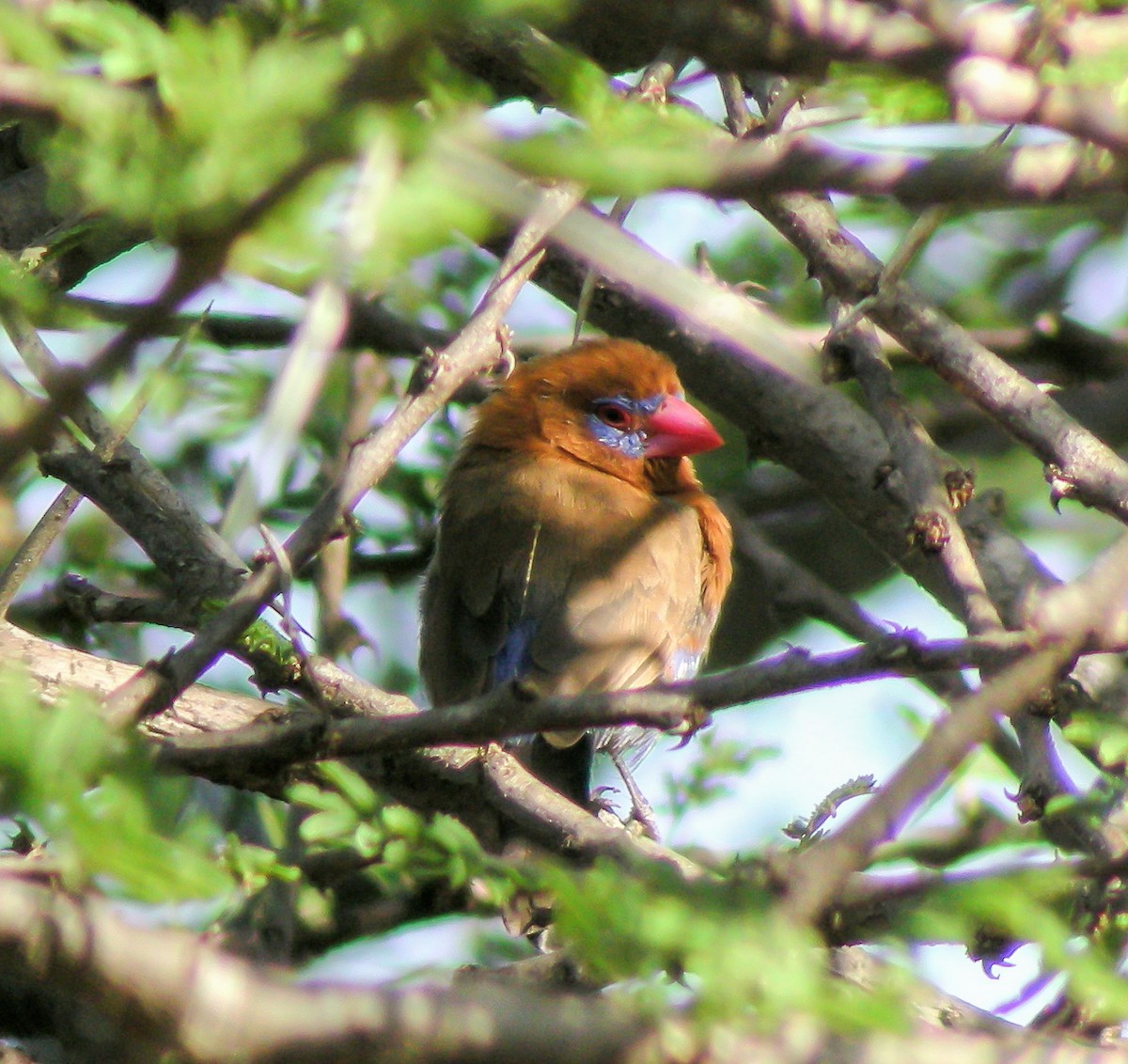 Purple Grenadier - ML646299499