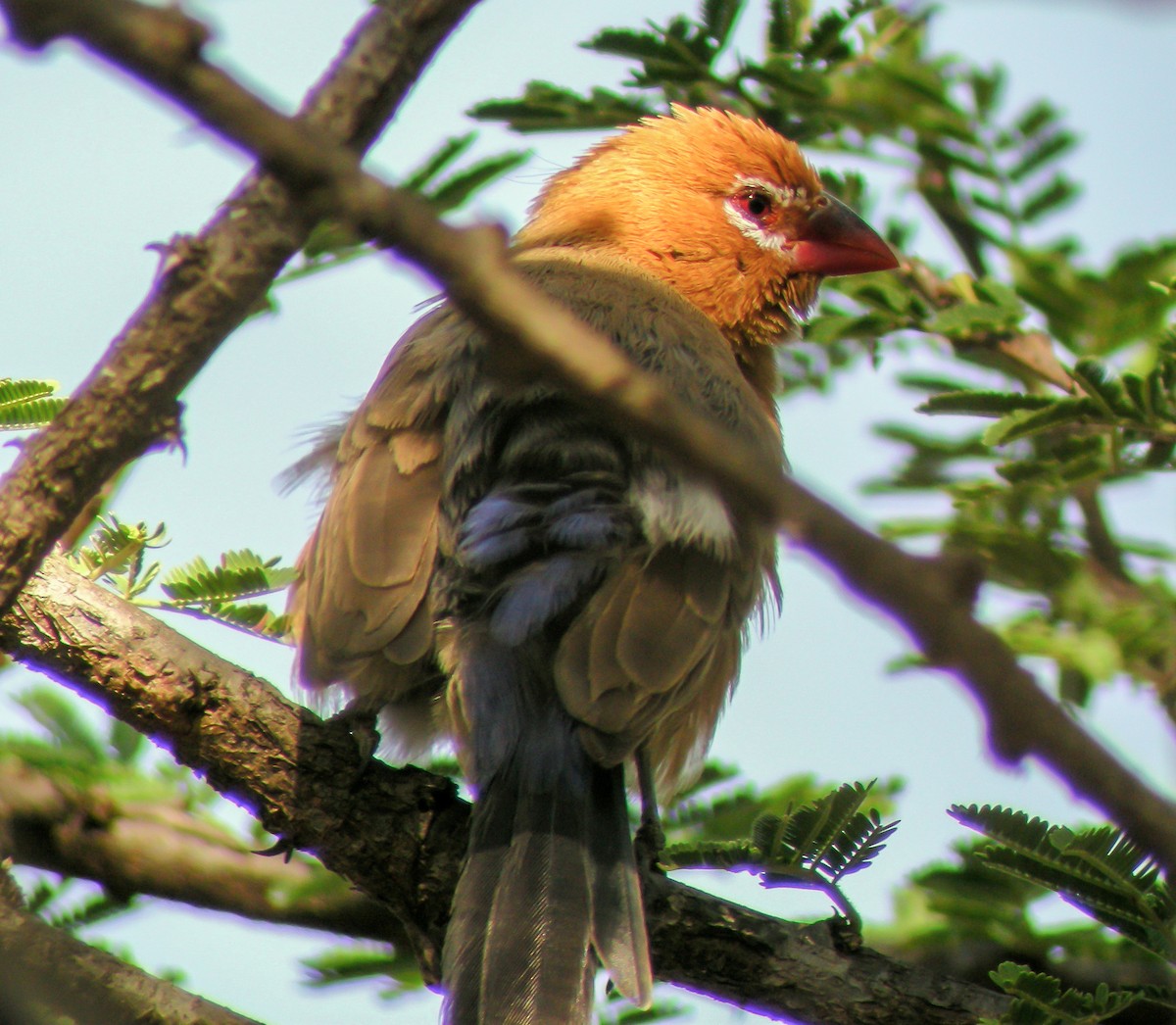 Purple Grenadier - ML646299500