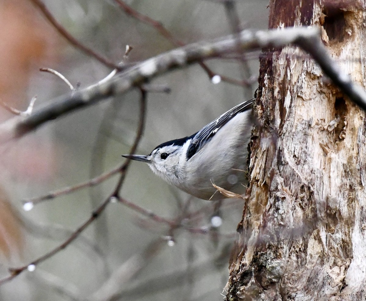 White-breasted Nuthatch (Eastern) - ML646299501