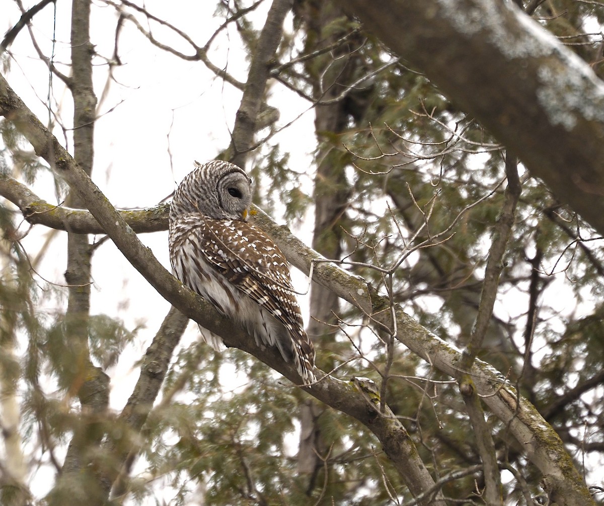 Barred Owl - ML646299502