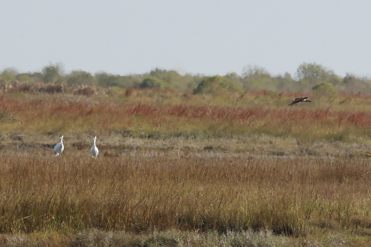 Busard des marais - ML646299503