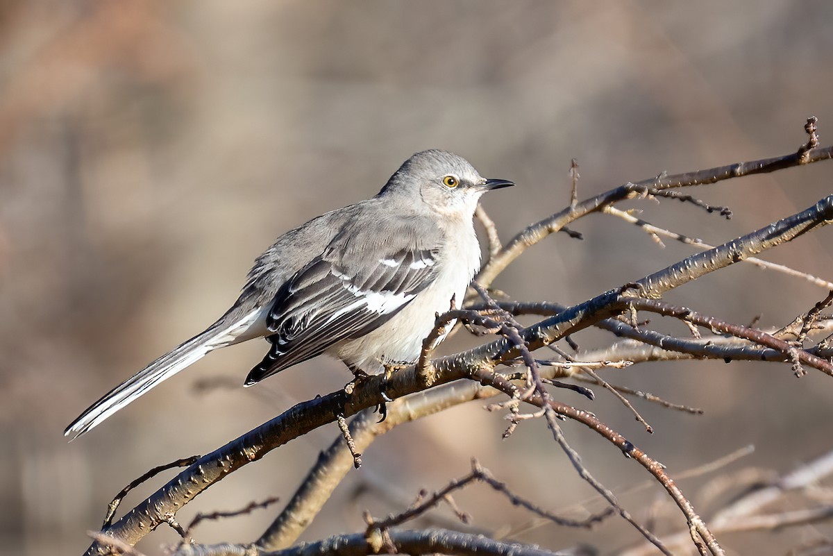 Northern Mockingbird - ML646299504
