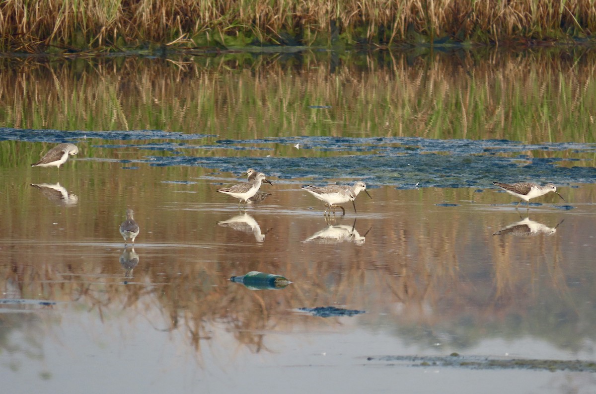 Marsh Sandpiper - ML646299507