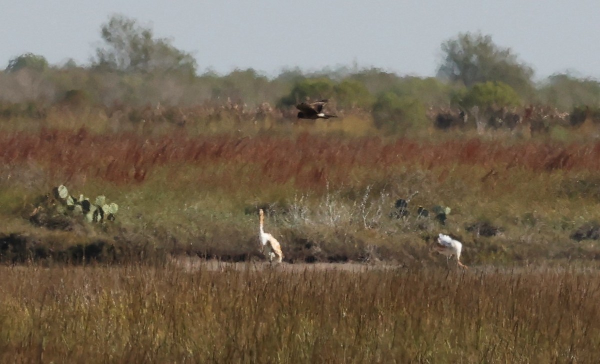 Busard des marais - ML646299508