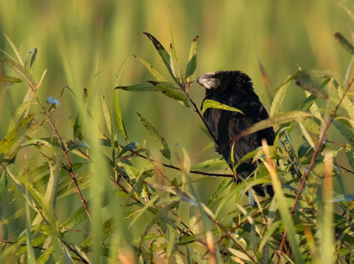 Ані товстодзьобий - ML646299509